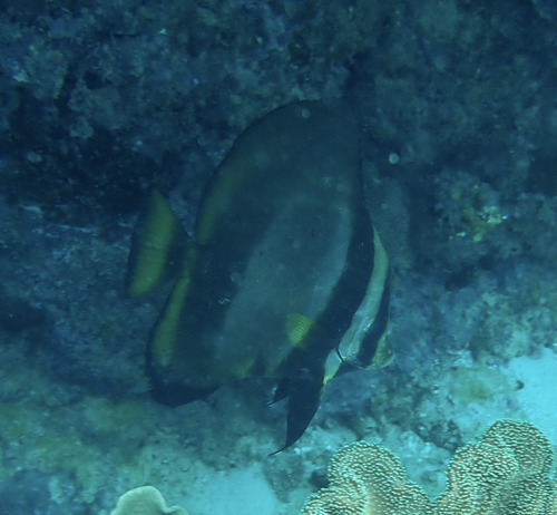 Platax pinnatus observed 2026-10-10