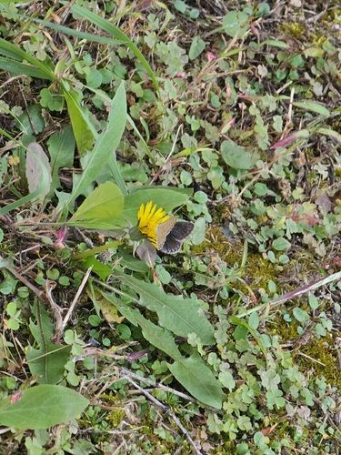 Pale Grass Blue