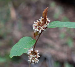 Lasiopetalum macrophyllum