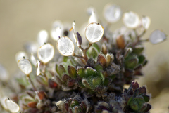 Draba tschuktschorum