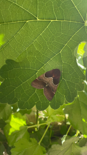 Arcigera Flower Moth