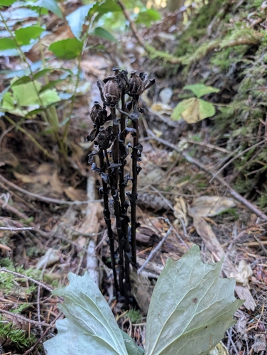 Ghost Pipe