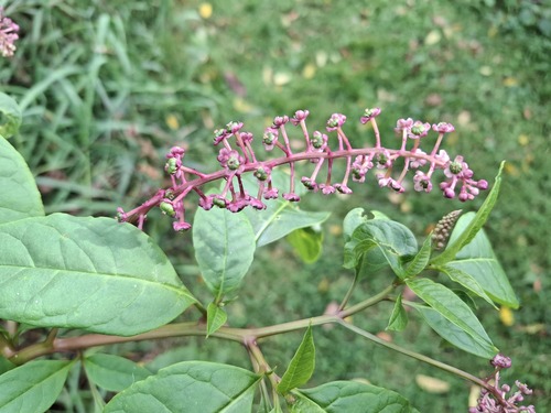 American pokeweed