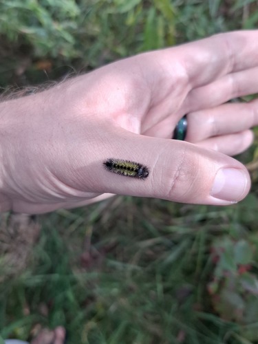 Virginia Ctenucha Moth