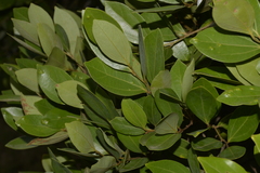 Cryptocarya triplinervis