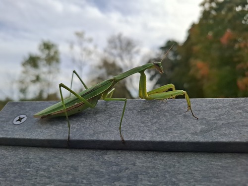 Chinese Mantis