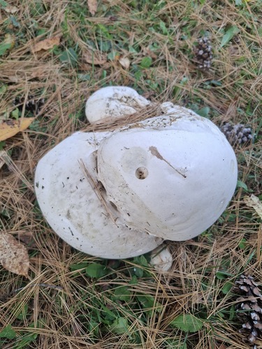 giant puffball