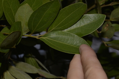 Cryptocarya triplinervis