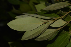 Cryptocarya triplinervis