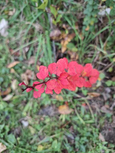 Japanese barberry