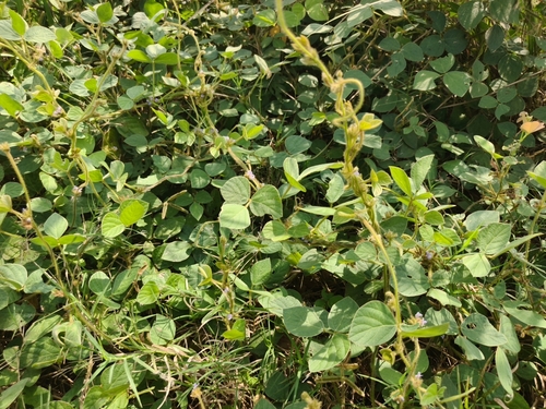 Calopogonium mucunoides observed 2026-10-12