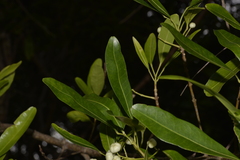 Acronychia littoralis