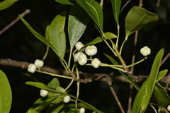 Acronychia littoralis