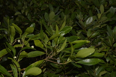 Acronychia littoralis