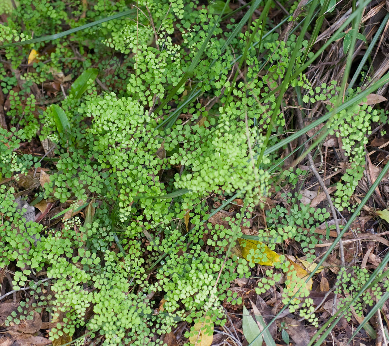 Adiantum aethiopicum image