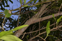 Acronychia littoralis