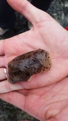 Goniobranchus leopardus