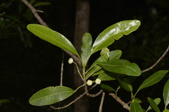 Acronychia littoralis