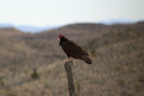 Turkey Vulture
