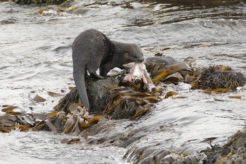 North American River Otter