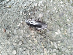 Panesthiinae