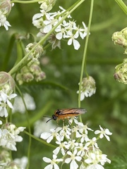 Athalia rosae
