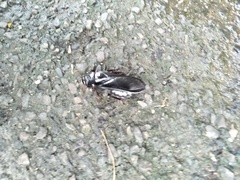 Panesthiinae