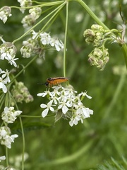 Athalia rosae
