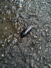 Panesthiinae
