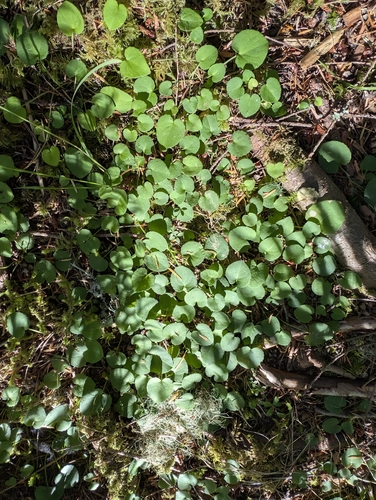Redwood Violet