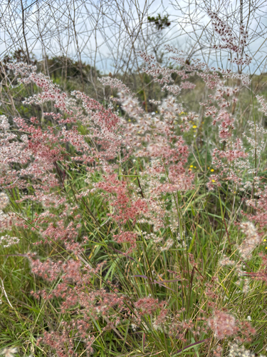 Melinis repens observed 2026-10-08