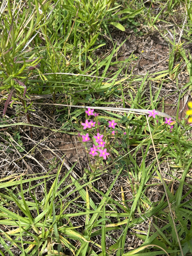 Centaurium erythraea observed 2026-10-08