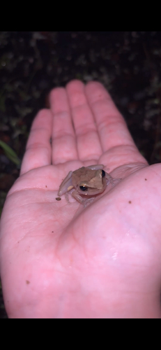 Eleutherodactylus coqui observed 2026-10-08