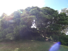 Cryptocarya triplinervis