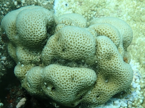 Goniastrea pectinata observed 2026-10-10