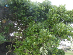 Cryptocarya triplinervis