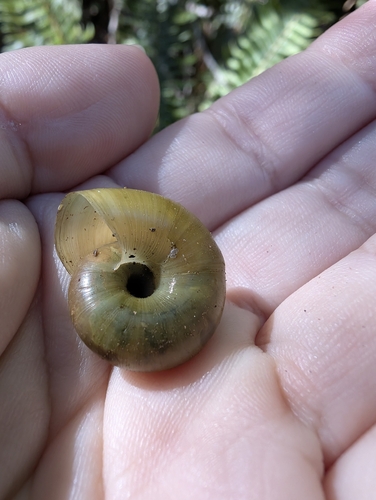 Robust Lancetooth Snail