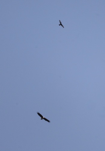 iNaturalist image