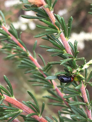 Cryptocephalus sanguinicollis