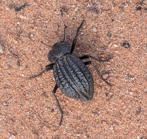 Philolithus sordidus