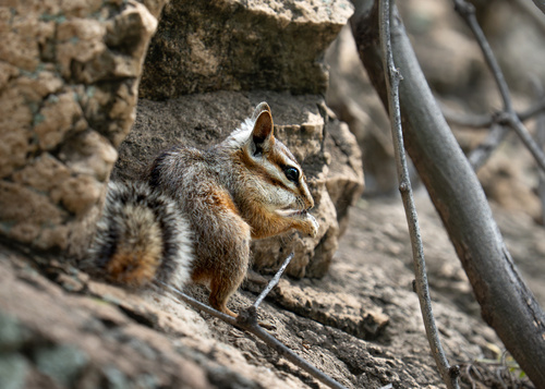Cliff Chipmunk observed by loganberries