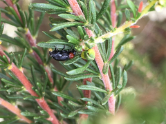 Cryptocephalus sanguinicollis