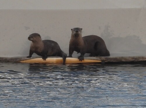 North American River Otter