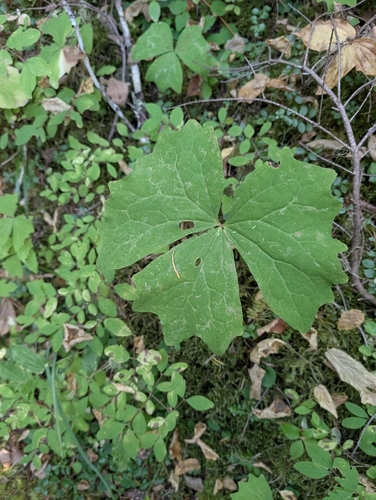 vanilla leaf