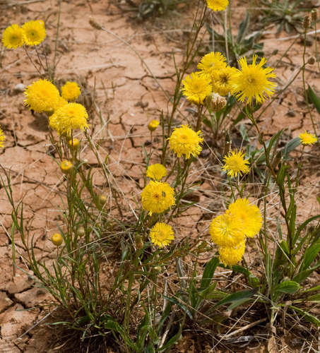 Podolepis jaceoides, photograph 2