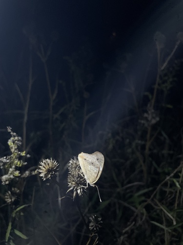 Common Buckeye