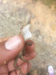 Anolis etheridgei