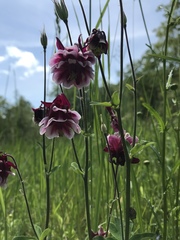 Aquilegia atrata