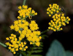 Senecio odoratus