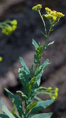 Senecio odoratus